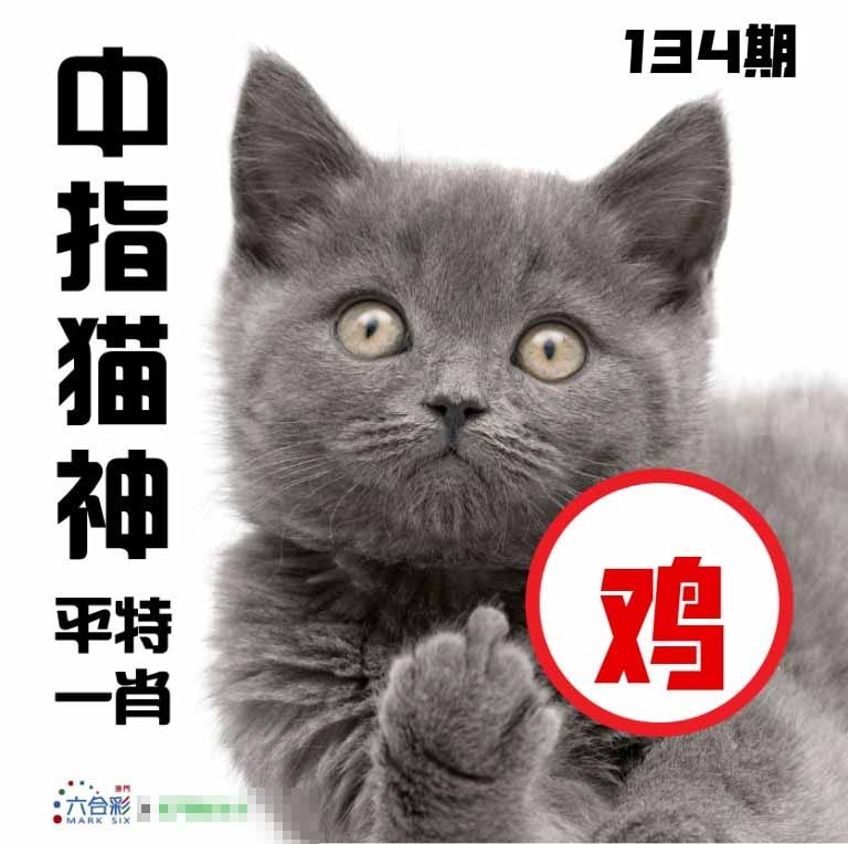 134期中指猫神[图]